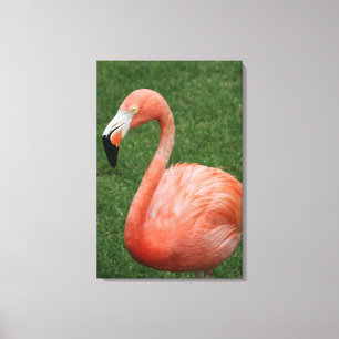 Impressão Em Tela Flamingo Rosa