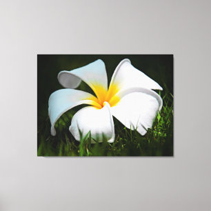 Impressão Em Tela Flor branca de Havaí do Frangipani do Plumeria