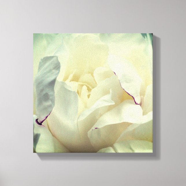 Impressão Em Tela Flor Branca De Pênia Em Bloqueio Fechado (Frente)