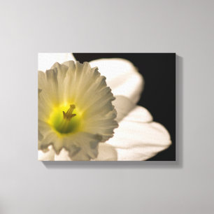Impressão Em Tela Flor branca retroiluminada do Daffodil