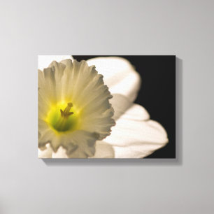 Impressão Em Tela Flor branca retroiluminada do Daffodil