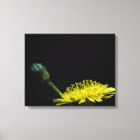 Flor Dandelion