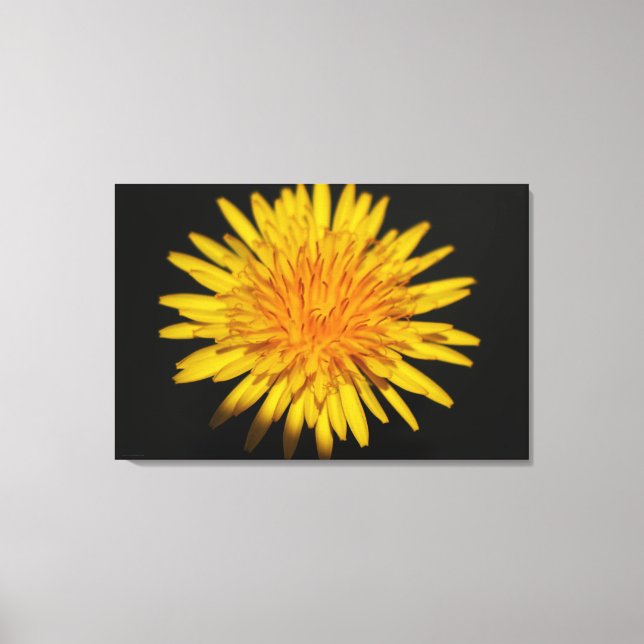 Impressão Em Tela Flor Dandelion 36x24 (90x60cm) wacm (Frente)