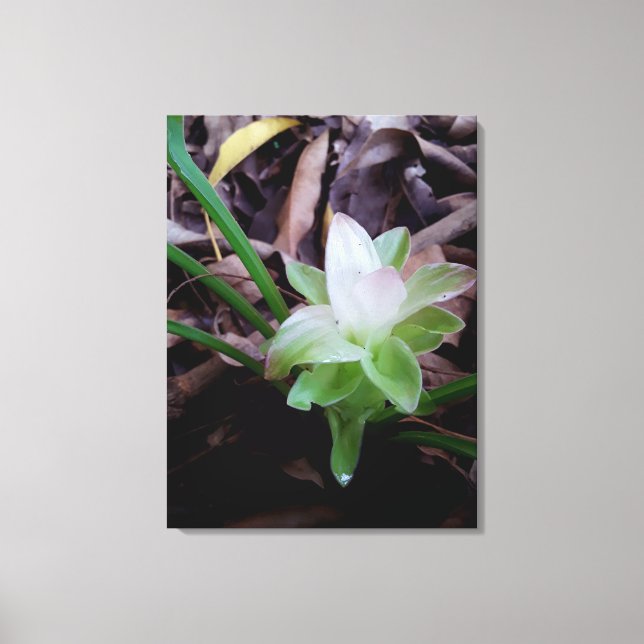 Impressão Em Tela flor de açafrão da-terra (Frente)