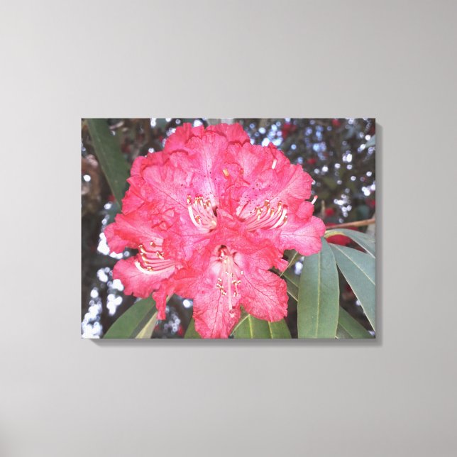 Impressão Em Tela Flor de árvore vermelha (Frente)