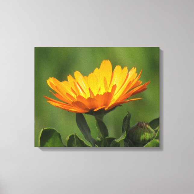 Impressão em tela - Flor de Calendula (Frente)