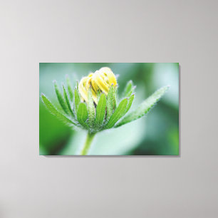 Impressão Em Tela Flor de Cone Flower em Flor