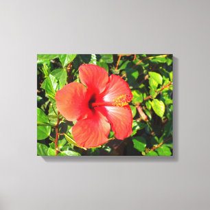 Impressão Em Tela Flor de hibisco
