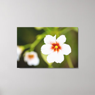 Impressão Em Tela Flor de Hibiscus Branco Simples