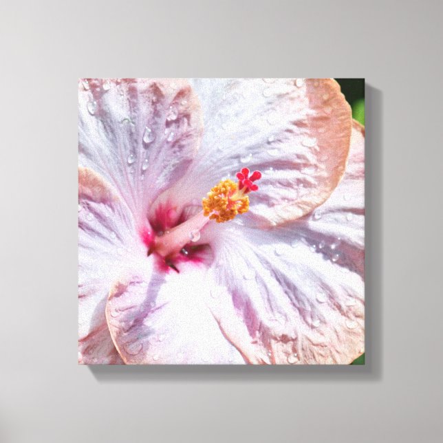 Impressão Em Tela Flor de Hibiscus com Dew (Frente)