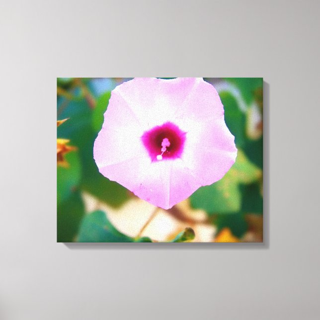 Impressão Em Tela Flor de Ipoméia Rosa (Frente)