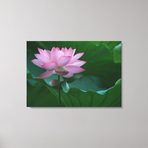Impressão Em Tela Flor de Lotus