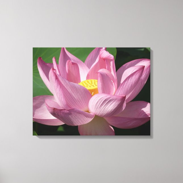 Impressão Em Tela Flor de Lotus Rosa IV (Frente)