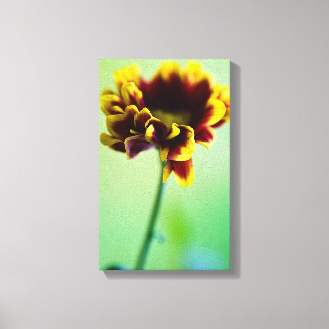 Impressão Em Tela Flor de margarida vermelha e amarela Tela (Frente)