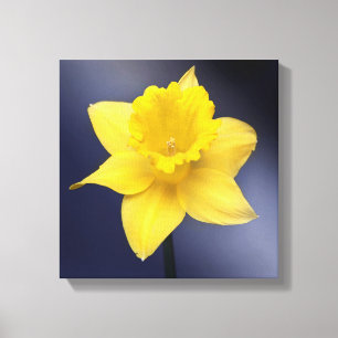 Impressão Em Tela Flor de Narciso Amarelo pintura em aquarela