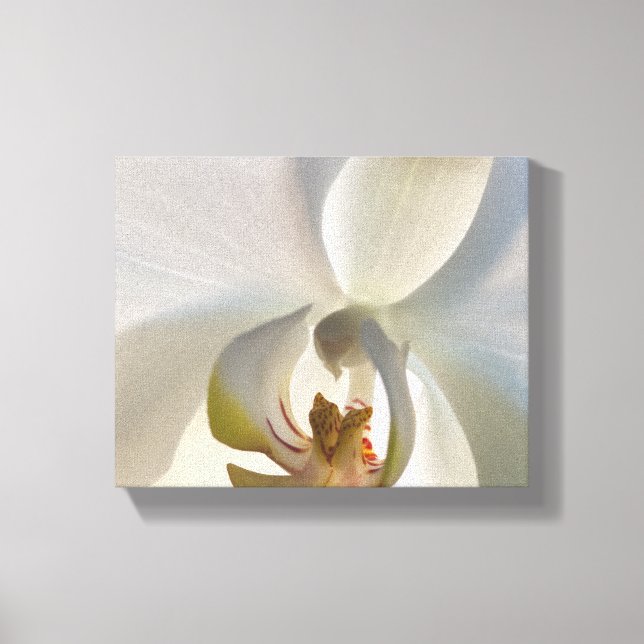 Impressão Em Tela Flor de Orquídea Branca (Frente)