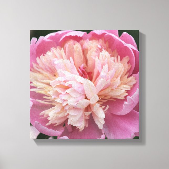 Impressão Em Tela Flor de perto - Em flor - Rosa (Frente)
