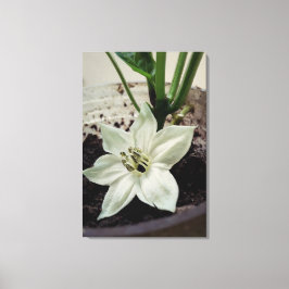 Impressão Em Tela flor de pimentão