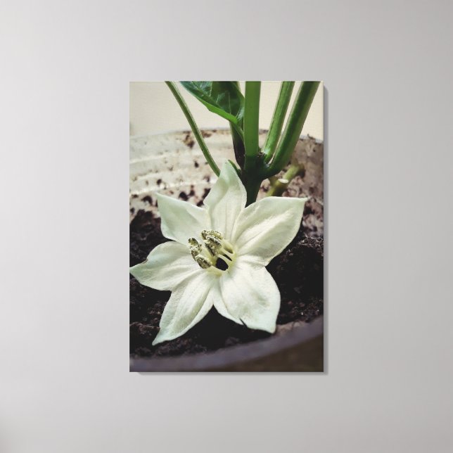 Impressão Em Tela flor de pimentão (Frente)