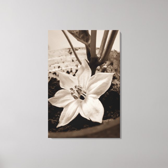 Impressão Em Tela flor de pimentão - old (Frente)