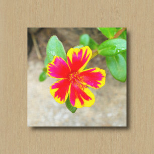 Impressão Em Tela Flor de Rosa de Musgo Vermelha e Amarela Bicolor