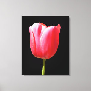 Impressão Em Tela Flor elegante da tulipa