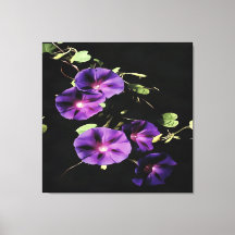 Flor Glória De Manhã Isolada A Preto