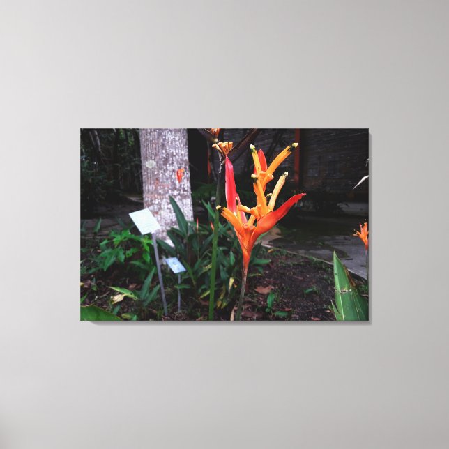 Impressão Em Tela flor laranjada (Frente)