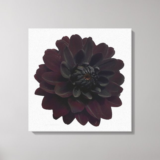 Impressão Em Tela Flor Negra Floral Moderna Dahlia (Frente)