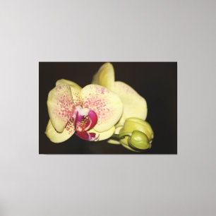 Impressão Em Tela Flor Orquídea Bonita
