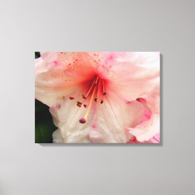 Impressão Em Tela flor rosa rododendridona (Frente)