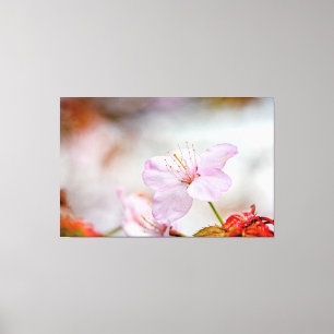 Impressão Em Tela Flor Sakura Rosa Bonita Em Springtime
