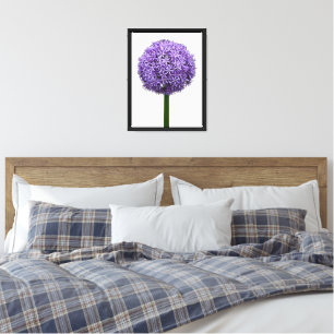 Impressão Em Tela Floração de Allium Roxo em Fundo Branco