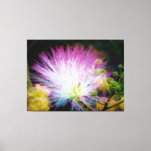Impressão Em Tela Floração Vibrante de Mimosa Rosa