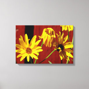Impressão em Tela Floral Daisy Cercada