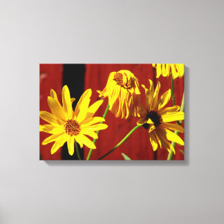 Impressão em Tela Floral Daisy Cercada