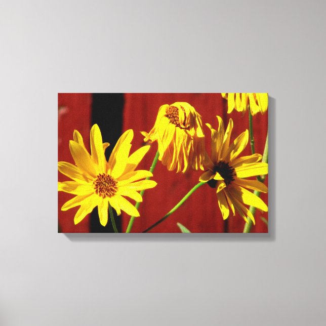 Impressão em Tela Floral Daisy Cercada (Frente)