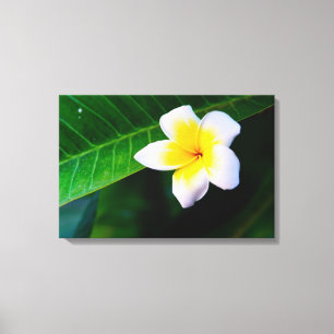 Impressão em tela floral de Plumeria (Frangipani)