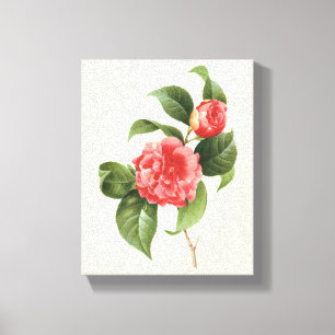 Impressão Em Tela Floral Vintage, Flores de Camélia Rosa por Redoute
