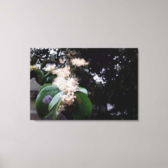 Impressão Em Tela flores brancas (Frente)