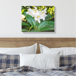 Impressão Em Tela Flores Brancas de Rhododendron, Allan Park, Norlan