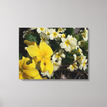 Flores brancas e amarelas do jardim