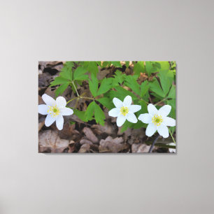 Impressão Em Tela flores brancas minúsculas