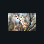 Impressão Em Tela Flores Brancas Sunlit Japonesas Apricot Sakura<br><div class="desc">Um monte de flores brancas de damasco japonês em um galho de árvore contra o fundo escuro de árvores florescentes. Uma pintura digital muito grande a partir de uma fotografia. Impressão floral esticada de tela para decorar seu lugar ou para ser usada como presente em casamentos, aniversários, chás de fraldas...</div>