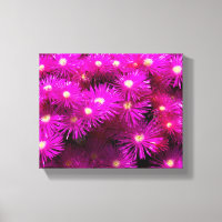 Flores de Aster Rosa