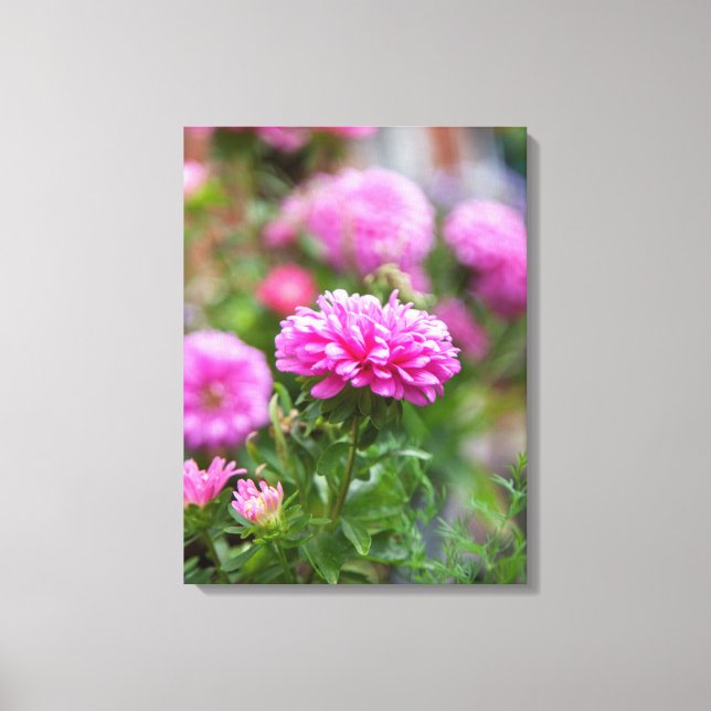 Impressão Em Tela Flores de Astras Rosa (Frente)