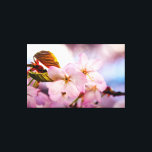 Impressão Em Tela Flores De Cereja De Cor Rosa E Céu Azul<br><div class="desc">Vista de castigo de um monte de flores doces sakura de cor rosa. Folhas de laranja e botão vermelho se redimensionam. O fundo do céu azul, cor rosa suave e roxa das cerejeiras floresce. Uma pintura digital muito grande a partir de uma fotografia. Impressão floral esticada de tela para decorar...</div>
