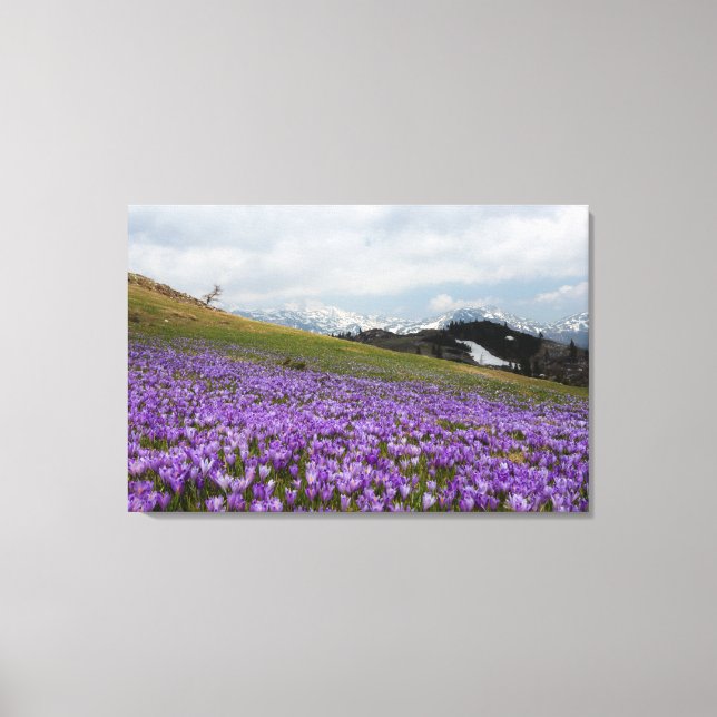 Impressão Em Tela Flores de croco em Velika Planina, Eslovênia (Frente)