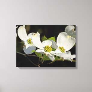 Impressão Em Tela Flores de Dogwood Americanas Cornus florida