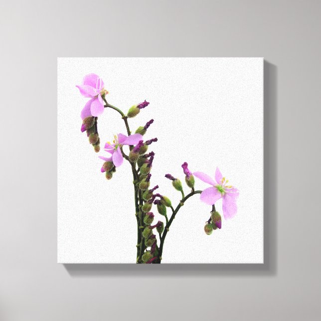 Impressão Em Tela Flores de Drosera Purpurea (Frente)